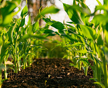 Nanotechnology in agriculture