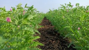 Chickpea Farm